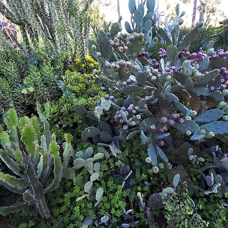 达玛托别墅酒店 酒店